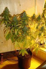 4 juilet Vue general GB 3yellow pheno