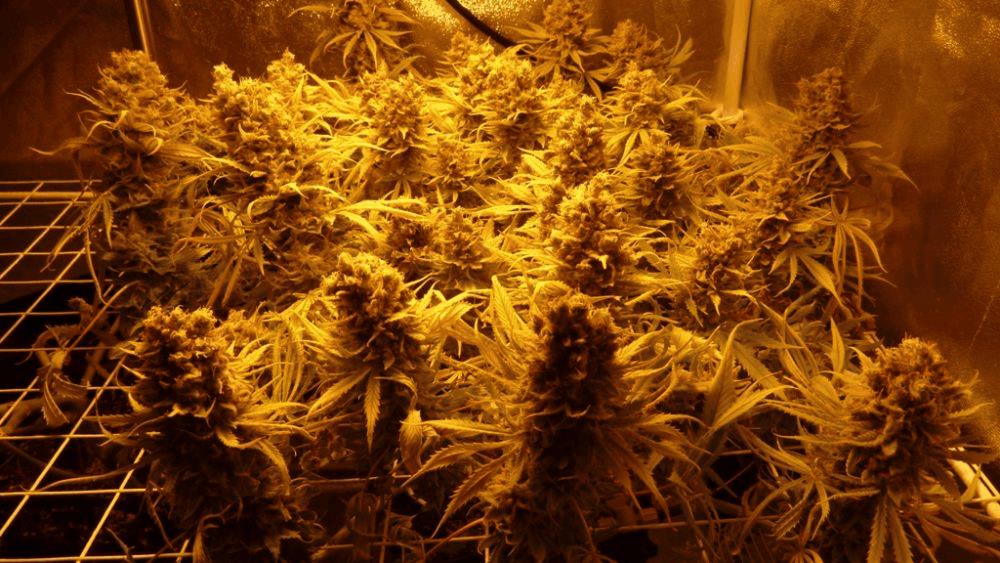 JDC3 : [Turbonéon-2*MH-2*HPS250][Grapefruit/C99]