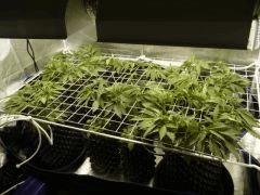 C+25 après SCROG