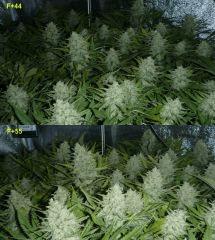F+55