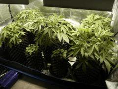 C+25 avant SCROG