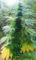 IMAG0560