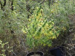DSCF0241