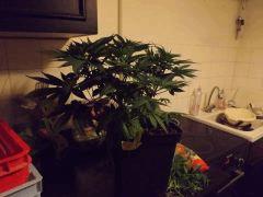 DSCF0626