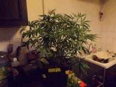 DSCF0624