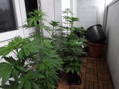 DSCF0602