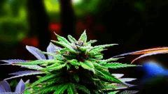 weedpaper3