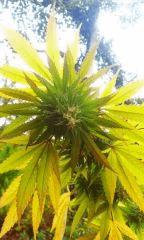 IMAG0548