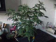 DSCF0622