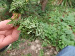 DSCF0034