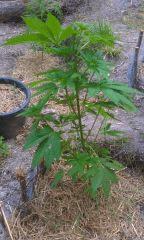 IMAG0427