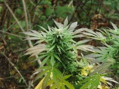 DSCF0085