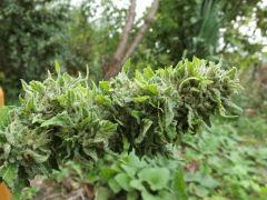 DSCF0031