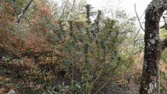 DSCF0237