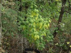 DSCF0074
