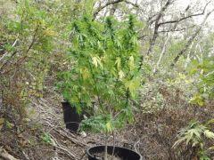 DSCF0075