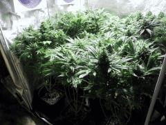 All F 53 (2)