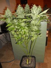 JD2 F 59