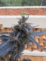 Somango outdoor