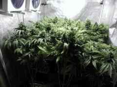 ALL F 73 (1)