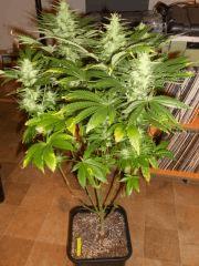Jack diesel Flo 39