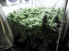 ALL F 59 (1)