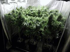 ALL F 65