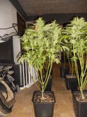 jack diesel F 45