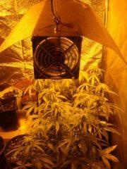 lampe Une
