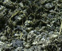 photo larve De puceron 2