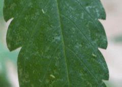 thrips sur feuille