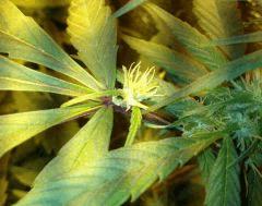 fleur sur feuille