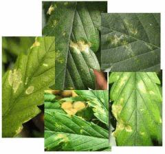 photo montage brulure "effet loupe" de goutte d'eau