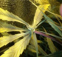 fleur sur feuille