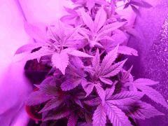 Big Bud Ss Led
