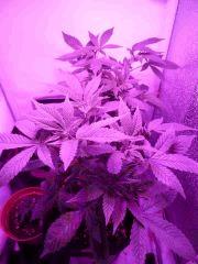 leds2