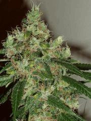 critik F70