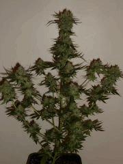 bbx1