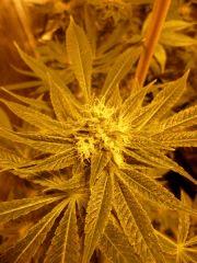 Bb F40