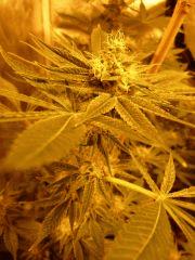 Big Bud Flo  40