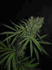 chemdawg