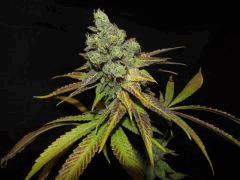 bubble gum