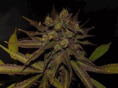 bubble gum