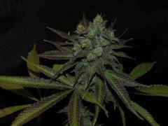 bubble gum