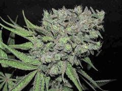 chemdawg