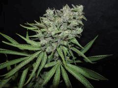 chemdawg