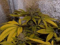 vert f+59
