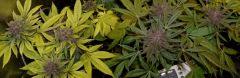 purple senescence