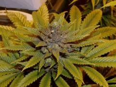F+60 pheno "green"
