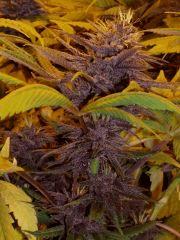 purple F+37